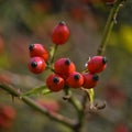 Briar with dew drops close up. Royalty Free Stock Photo