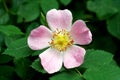 Briar flower