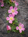 Briar flower closeup