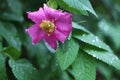 Briar flower