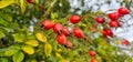 Briar Rose Rosehip in the garden. Rosa canina