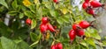 Briar Rose Rosehip in the garden. Rosa canina