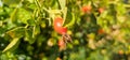 Briar Rose Rosehip in the garden. Rosa canina