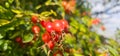 Briar Rose Rosehip in the garden. Rosa canina