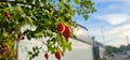 Briar Rose Rosehip in the garden. Rosa canina