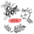 Briar. Wild rose Royalty Free Stock Photo