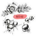 Briar. Wild rose Royalty Free Stock Photo