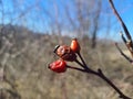 Briar, wild rose hip