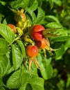 Briar, wild rose hip in nature.Briar Rose Rosehip in german Hagebutte Rosa canina