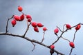 Briar, wild rose hip Royalty Free Stock Photo
