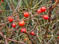 Briar wild rose Royalty Free Stock Photo