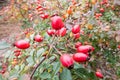 Briar, wild rose hip shrub in nature autumn vitamin