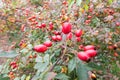 Briar, wild rose hip shrub in nature, autumn, vitamin