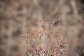 Briar, wild rose hip shrub in nature