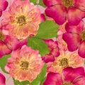 Briar, wild rose,. Seamless pattern texture of pressed dry flowers.