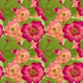 Briar, wild rose,. Seamless pattern texture of pressed dry flowers.