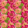 Briar, wild rose,. Seamless pattern texture of pressed dry flowe