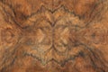 Briar wood detail texture background, symmetry Royalty Free Stock Photo