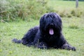 Briard