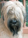 Briard dog 1 Royalty Free Stock Photo