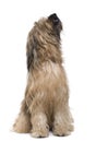 Briard dog, 14 months old Royalty Free Stock Photo