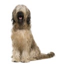 Briard dog, 14 months old, sitting