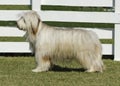 Briard dog Royalty Free Stock Photo