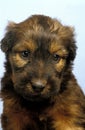 Briard Dog, Portrait of Pup Royalty Free Stock Photo