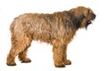 Briard dog standing on white background Royalty Free Stock Photo