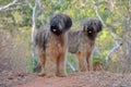 Briard Dogs