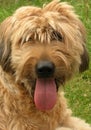 Briard pic one Royalty Free Stock Photo