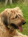 Briard pic two