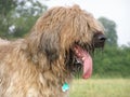 Briard portrait Royalty Free Stock Photo