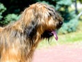 Briard portrait. The Briard stands in the park. Royalty Free Stock Photo