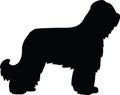 Briard silhouette Royalty Free Stock Photo