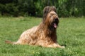 Briard in the summer.