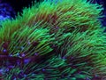 Green star polyp soft coral - briareum violaceum Royalty Free Stock Photo