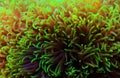 Green star polyp soft coral - briareum violaceum Royalty Free Stock Photo