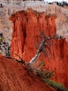 Brice Canyon, struggle for life Royalty Free Stock Photo