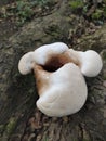 Brich polypore 1 Royalty Free Stock Photo
