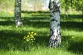 Brich trunk and flowers close up