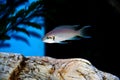 Brichardi Cichlid, African Tanganyika Princess fish - Neolamprologus brichardi