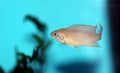 Brichardi Cichlid, African Tanganyika Princess fish - Neolamprologus brichardi