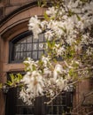 Brick building in a back bay neighborhood of Boston with spring blossoms Royalty Free Stock Photo