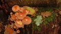 Brick cap mushrooms growing on a tree trunk on the forest foor