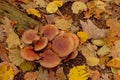 Brick cap mushrooms growing on a piece of wood on the forest foor