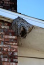 Baldfaced Hornets Nest bee nest