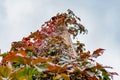 Brick chimney tower, entwined with different leaves of beautiful autumn shades against the sky, bottom-up view of colorful colored Royalty Free Stock Photo