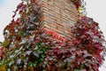 Brick chimney tower, entwined with different leaves of beautiful autumn shades against the sky, bottom-up view of colorful colored Royalty Free Stock Photo