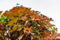 Brick chimney tower, entwined with different leaves of beautiful autumn shades against the sky, bottom-up view of colorful colored Royalty Free Stock Photo